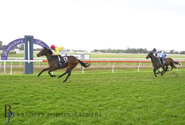 Livin' Thing trots up at Hawkesbury - image Bradley Photography 