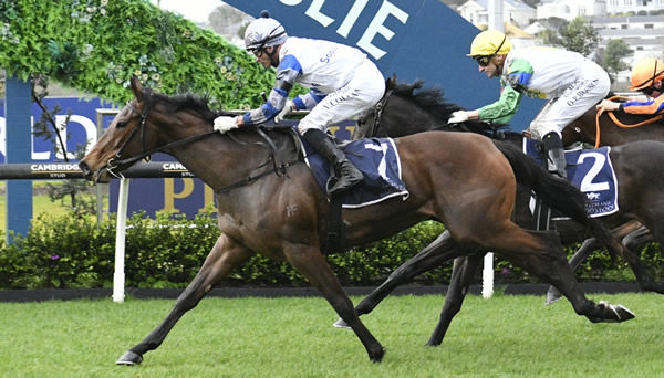 Lollapalooza winning Saturday’s Gr.3 Gold Trail Stakes (1200m) at Ellerslie.  Photo: Kenton Wright (Race Images)