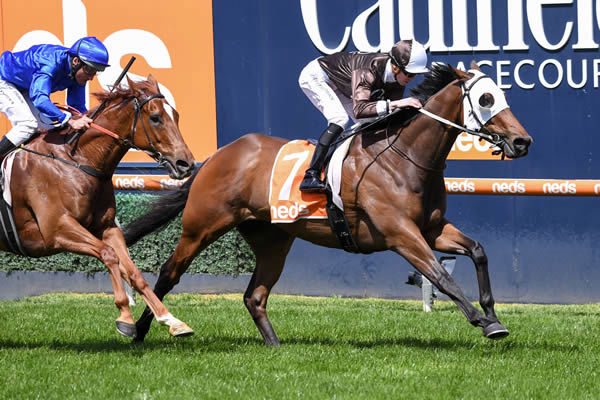 Lombardo was a Listed winner at Caulfield in the spring - image Grant Courtney