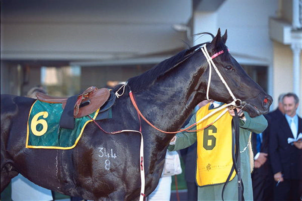 The famous brand 344 over 8, born on December 10, 1998 - image Bradley Photos