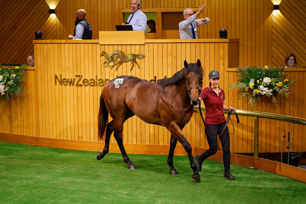 Lot 283, a colt by Hello Youmzain was knocked down to Hongwei Chen for $700,000 Photo: Angelique Bridson