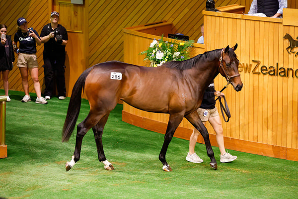 Lot 285, a colt by Armory fetched $625,000 to the bid of Cameron Cooke and Busuttin Racing Photo: Angelique Bridson