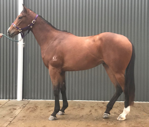 Lot 27 - 2YO Headwater filly - click for more information.