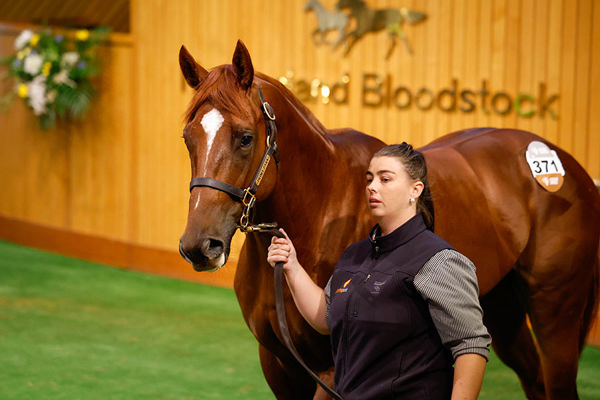 Lot 371, a colt by Written Tycoon purchased by James Cummings for $775,000  Photo: Angelique Bridson