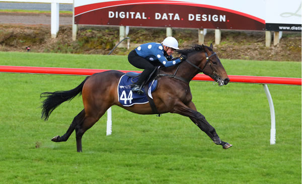 NZB Breeze up videos are now online. 