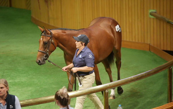 Stella Splendida was the top lot at Karaka Book 1 in 2021.