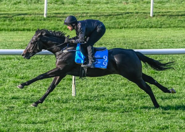 Chinese R6 Operators Australian Horses Racing in China | Breednet