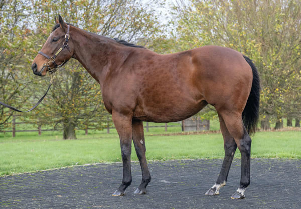 Love is You is in foal to St Mark's Basilica