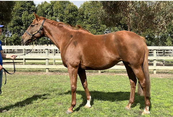 Love of Liberty sold for $250,000.