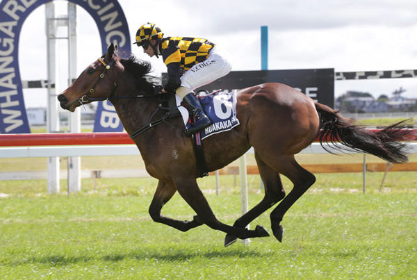  Luberon cruises to the line to win stylishly on debut at Ruakaka Photo credit: Trish Dunell