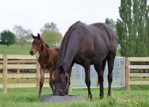 Lucia Valentina pictured with her 2022 I Am Invincible filly.