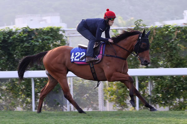 Lucky Patch (El Roca) with Jerry Chau on board at Thursday track work at Sha Tin. Image: Hong Kong Jockey Club.