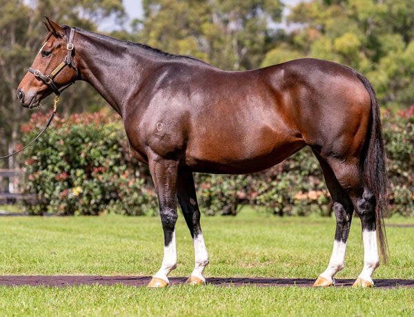 Lucky Raquie - a stakes winning mare out of a full-sister to Redoute's Choice. She has a 2yo by I Am Invincible, a weanling by Written Tycoon and in foal to Maurice.