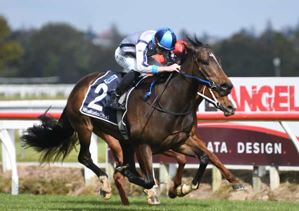 Lupo Solitario is on track for next weekend's Gr.2 James and Annie Sarten Memorial (1400m) at Te Rapa. Photo: Kenton Wright (Race Images)