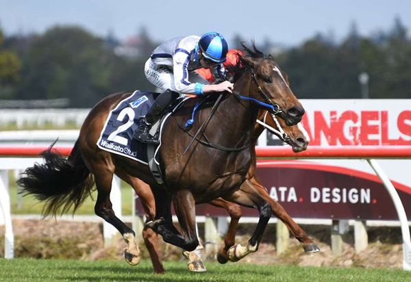 Group Three winner Lupo Solitario has returned to New Zealand.  Photo: Kenton Wright (Race Images)