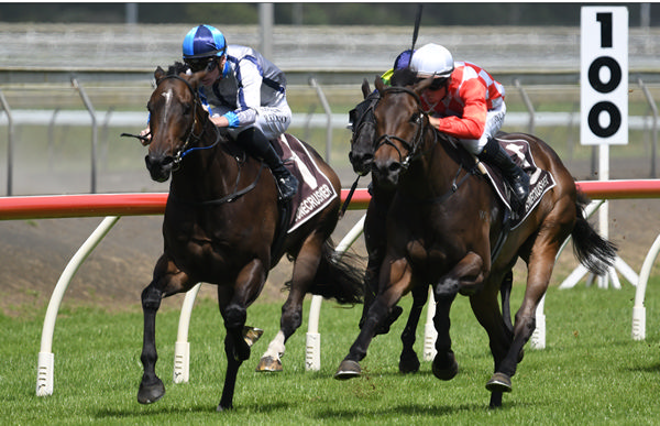 Lupo Solitario fought hard to better Orchestral in the Gr.3 Bonecrusher Stakes (1400m) at Pukekohe on Saturday. Photo: Kenton Wright (Race Images)
