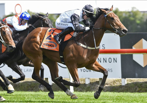 Lux Libertas winning the Three Wise Birds (1400m) at Te Rapa on Saturday.   Photo: Kenton Wright (Race Images)