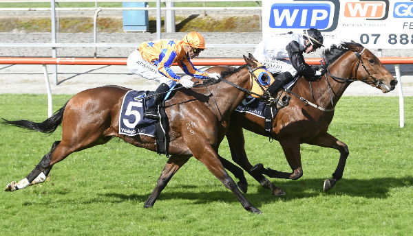 Lux Libertas winning at Matamata on Wednesday.  Photo: Kenton Wright (Race Images)