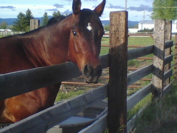 Nicole's horse Lyrical back home in Montana.