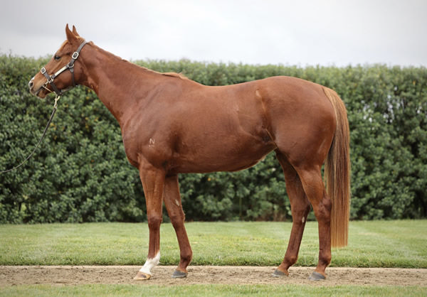 Madam Louvre is in foal to Wild Ruler, click to see her page.