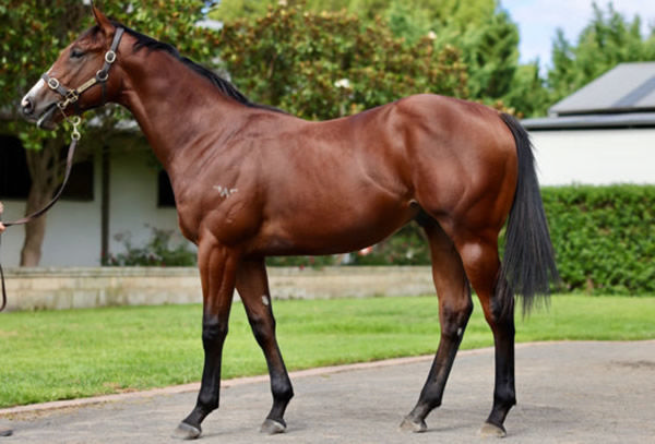 Mafia was the second highest priced yearling by Written Tycoon sold in 2022.