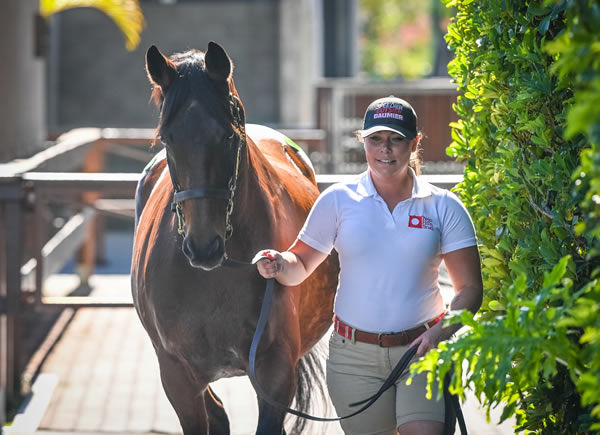 Magical Mist was sold by Twin Hills Stud for $775,000 - image MM