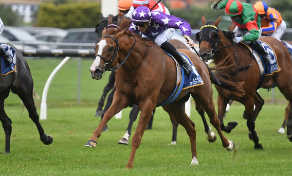 Mahrajaan winning the Gr.3 New Zealand Cup (3200m).  Photo: Race Images South