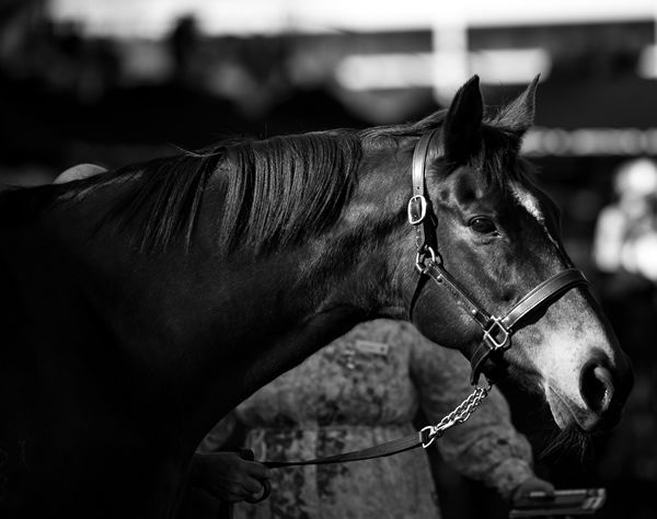 Makybe Diva - the living legend - all images by Grant Courtney