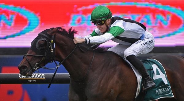 Maldini winning the Dunstan Horsefeeds Stayers’ Championship Final (2400m) at Ellerslie on Boxing Day.  Photo: Kenton Wright (Race Images)