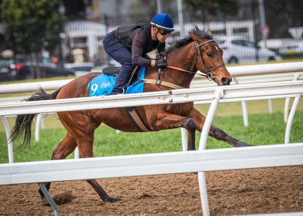 Malkovich was one of the star lots at last year's Inglis Ready2Race Sale clocking 10.4 seconds for his breeze.