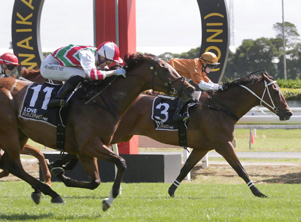 Malt Time is a G1 performer for Adelaide - image Trish Dunell