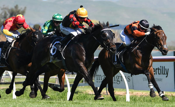 Mana Nui (yellow cap) drives home strongly to take out the Gr.2 Dundeel at Arrowfield Hawke’s Bay Guineas (1400m) Photo Credit: Race Images – Peter Rubery