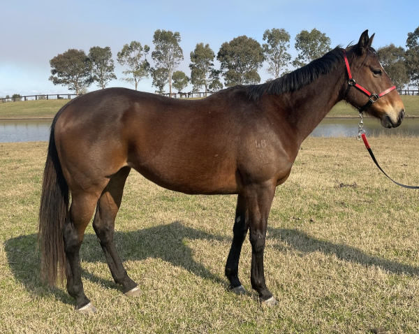 Mandalong Snitjess could have easily slid into obscurity if she had not been spotted by Kerry Tibbie on Inglis Digital, click to see her page.