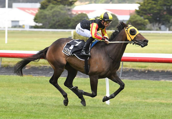 Manifique will contest the Gr.3 Humphries Construction Manawatu Cup (2300m) at Trentham on Saturday.  Photo: Peter Rubery (Race Images Palmerston North)