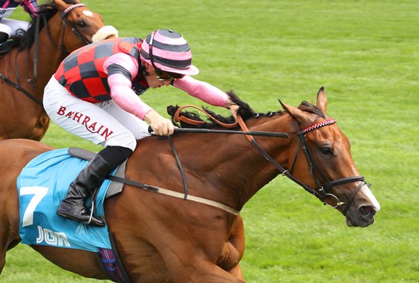 Many Men has four wins and three placings from 11 starts - Racingfotos