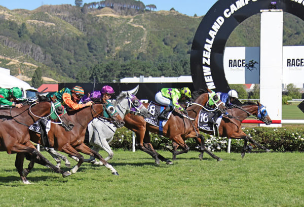 Manzor Blue winning the Gr.3 NZ Campus Of Innovation & Sport Wellington Cup (3200m) at Trentham on Saturday. Photo: Peter Rubery (Race Images)