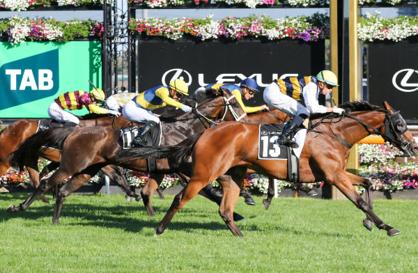 Mark Twain flew home to win the Listed Lexus Roy Higgins at Flemington, securing a Melbourne Cup berth in the process. Photo: Bruno Cannatelli