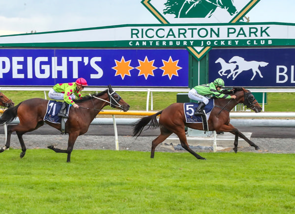 Maryweka stretches well for an authoritative victory at Riccarton on Saturday Photo: Race Images South