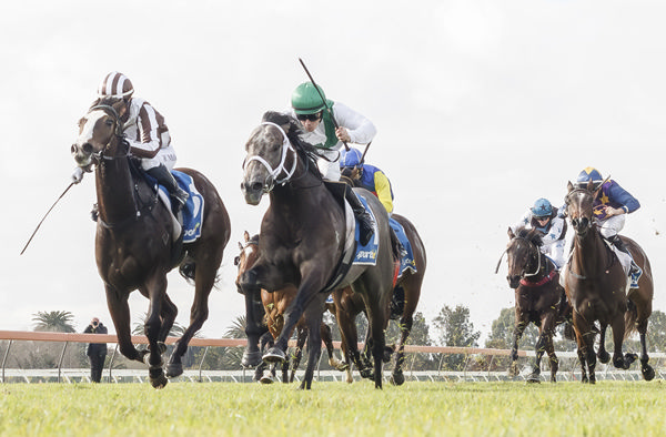 Matahga takes out the Listed 2YO David Peacock Oaklands Plate (1400m) at Morphettville.   Photo: Atkins Photography