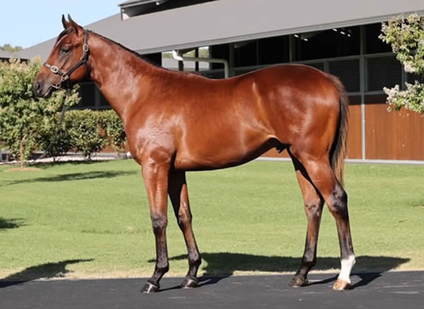 Matcha Latte was a $150,000 Inglis Classic purchase from the Arrowfield draft.