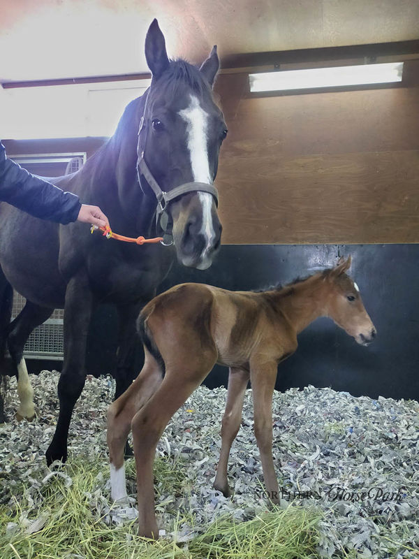 Lys Gracieux and her Maurice colt (image Northern Farm)