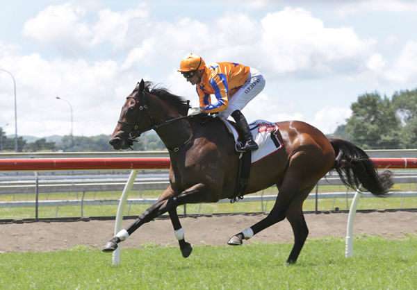 Maven Belle was back with a bang at Pukekohe on Sunday Photo: Trish Dunell