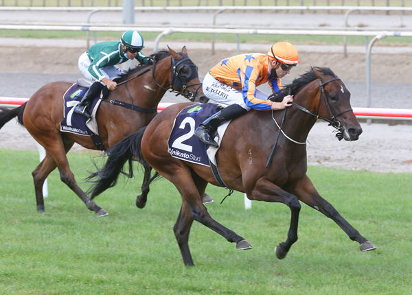 Maven Belle is all class as she takes out the Gr.2 J Swap Contractors Ltd. Matamata Breeders’ Stakes (1200m) Photo Credit: Trish Dunell