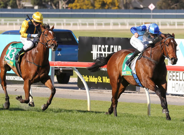 Maximus Prime winning at Geelong on Wednesday. Photo: Bruno Cannatelli