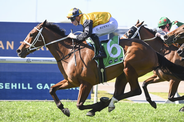 Medatsu wins at Rosehill - image Steve Hart