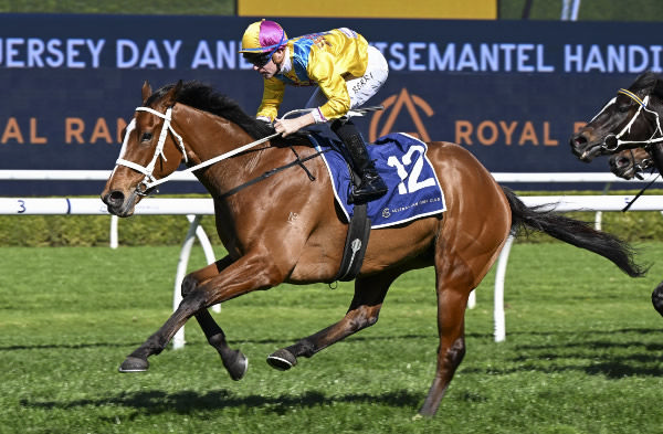 Medatsu with his second successive victory in Saturday’s Jersey Day Andrew Wisemantel Handicap (1600m) at Randwick.Photo: Steve Hart