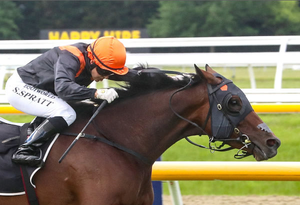 Mehzebeen winning the Listed Metropolitan Trophy (2600m) at Riccarton on Saturday.   Photo: Ajay Berry (Race Images South)