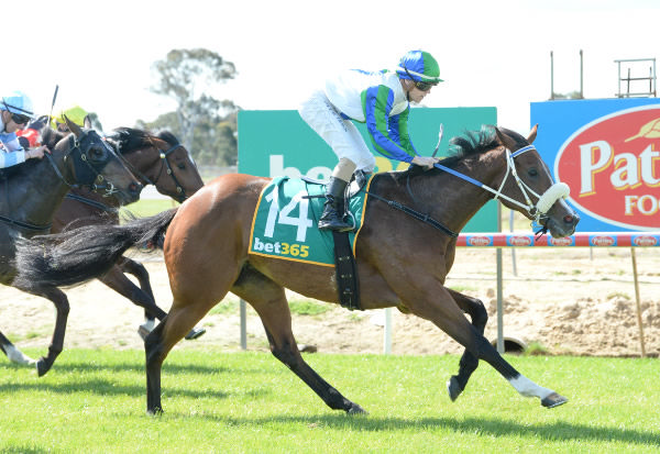 Mem's Choice wins on debut at Bairnsdale - image Ross Holburt / Racing Photos