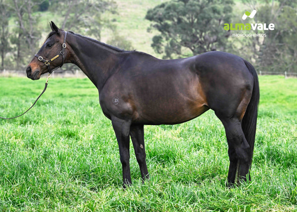 Metastasio is at Alma Vale Thoroughbreds this spring as she visits Bivouac.