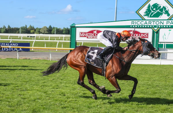 Mehzebeen winning the Gr.3 Martin Collins 161st New Zealand Cup (3200m) at Riccarton.  Photo: Race Images South